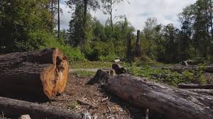 Trusted Gunbarrel, CO Tree Removal and Landscaping Services Experts